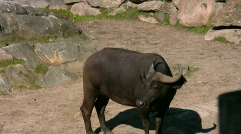 African Buffalo 1 Video stock 539586