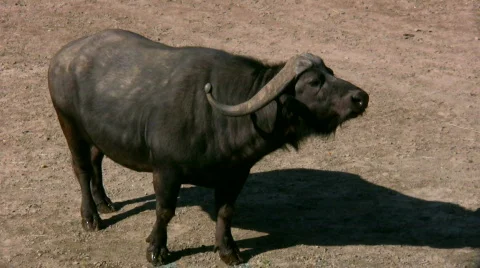 African Buffalo 2 스톡 동영상 539589
