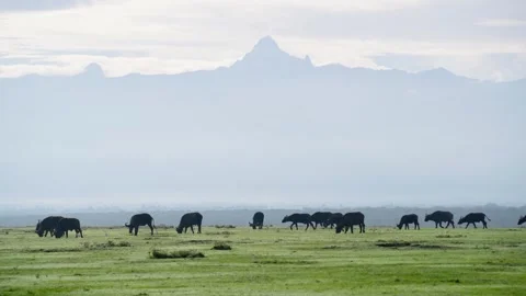 African Buffalo and Mount Kenya Stock Footage 305124591