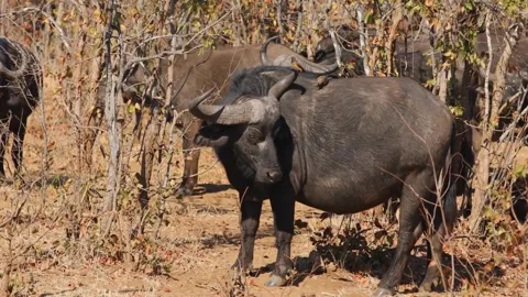 African buffalo with bird on its back in natural habitat Stock Footage 310706708