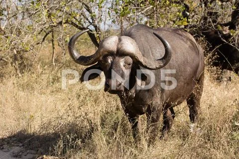 African buffalo bull Stock Photos