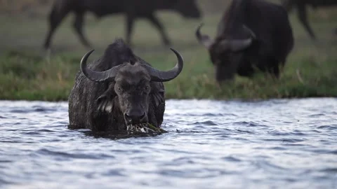 African Buffalo Chobe River Stock Footage 289404061