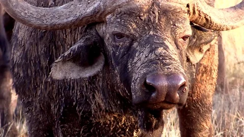 African Buffalo Close Up Video stock 69763128