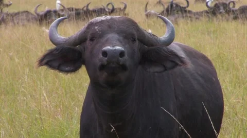 African buffalo close up Stock Footage 172160145