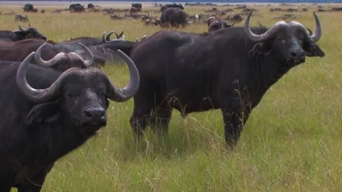 African buffalo close up Stock Footage 172160155