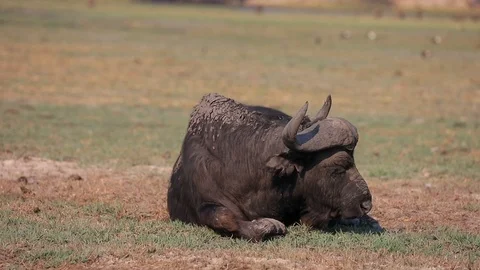 African Buffalo close to river front in Chobe National Park Botswana Stock Footage 107284092