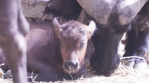 African Buffalo cub Video stock 110989412