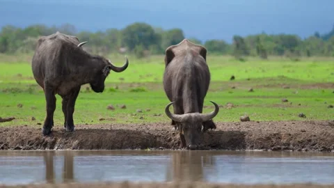 African Buffalo Drinking Stock Footage 305124598
