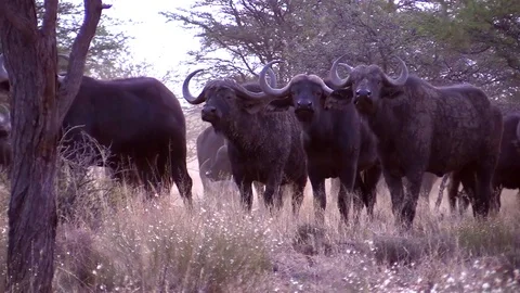 African Buffalo at Dusk Video stock 69872141