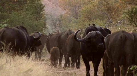 African buffalo Stock Footage 798012