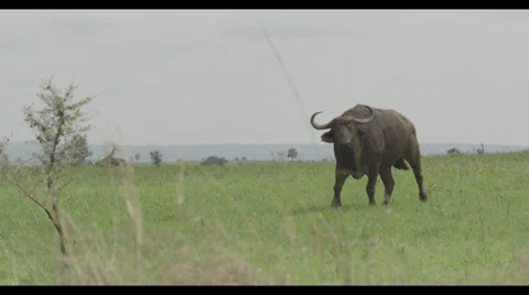 African Buffalo Stock Footage 32142915
