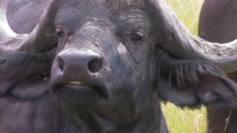 African buffalo head Stock Footage 172160154