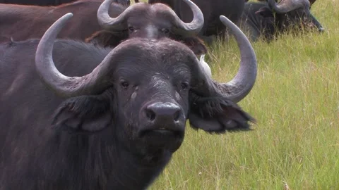 African buffalo heads Stock Footage 172160147
