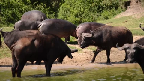 African Buffalo Herd Drinking Water Near Hippos in Savannah Nature Reserve Stock Footage 338253139