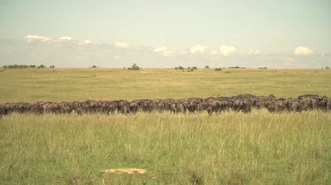 African Buffalo Herd Running in Slow Motion in Maasai Mara Safari, Kenya Stock Footage 40956129