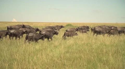 African Buffalo Herd Running in Slow Motion in Maasai Mara Safari, Kenya Stock Footage 40956298