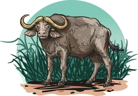 African Buffalo Stock Illustration
