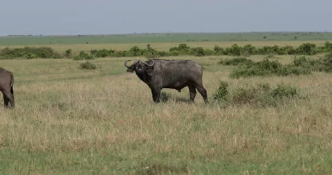 African Buffalo in Kenya Stock Footage 137537122