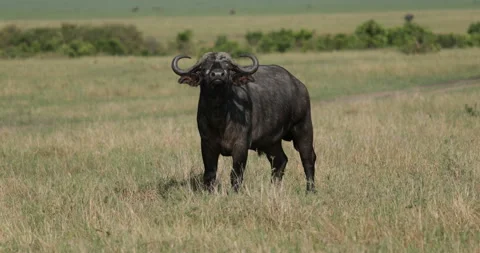 African Buffalo in Kenya Vídeos de archivo 137539651