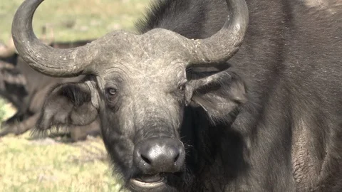 African Buffalo in Kragga Kamma Game Park, South Africa Stock Footage
