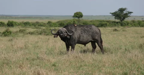 African Buffalo looking into camera Stock Footage 137542872