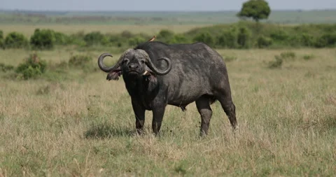 African Buffalo looking into camera Vídeos de archivo 137544611