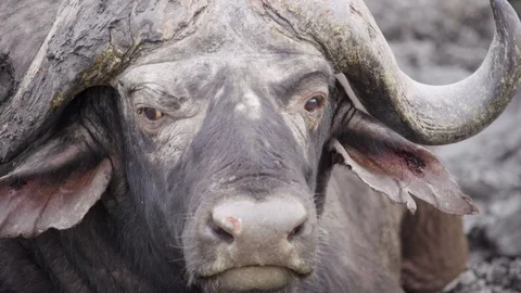 African Buffalo lying and chewing in a puddle of mutt in South African Reserve Stock Footage 128964183
