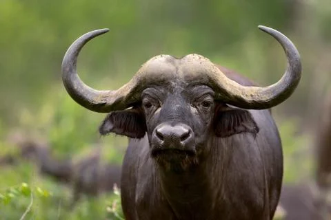 African buffalo Stock Photos