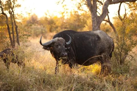 African buffalo Stock Photos