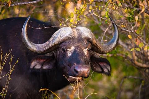 African buffalo Stock-Fotos
