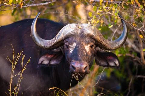 African buffalo Stock Photos