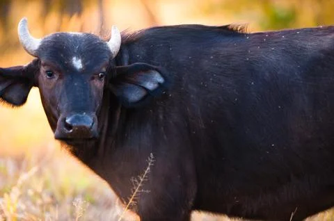 African buffalo Stock Photos