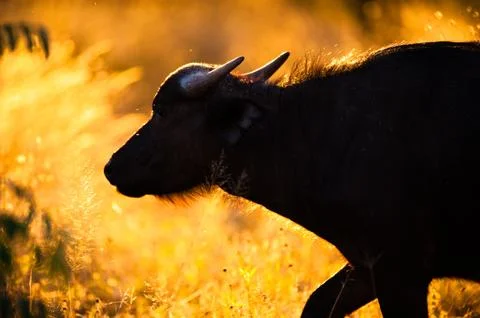 African buffalo Stock Photos