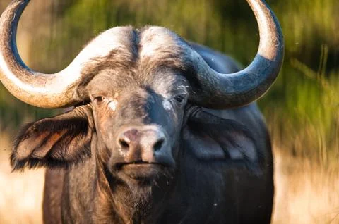 African buffalo Stock Photos