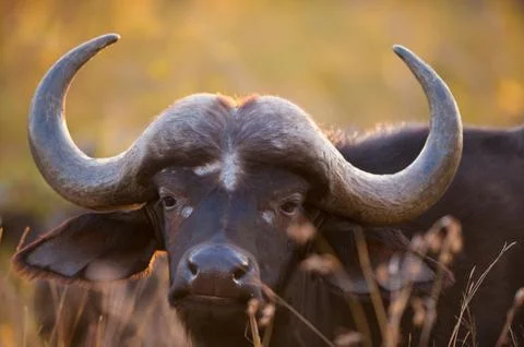 African buffalo Stock Photos