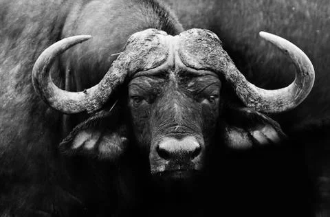 African buffalo Stock Photos