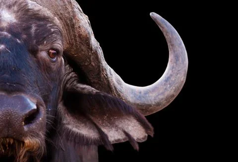 African buffalo Stock Photos