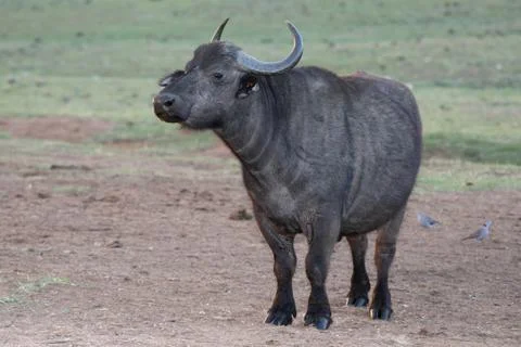 African Buffalo Stock Photos