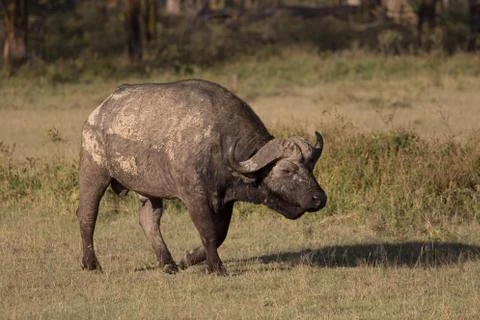 African Buffalo Stock Photos