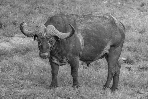 African Buffalo- Stock Photos