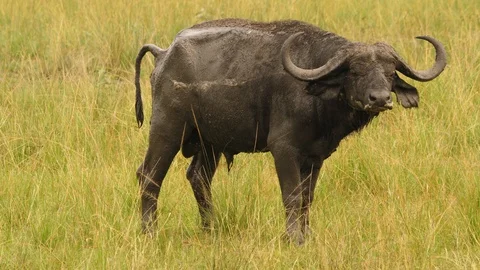 African buffalo pooping Stock-Footage 100691472