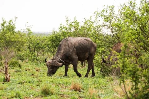 African buffalo portrait Stock Photos