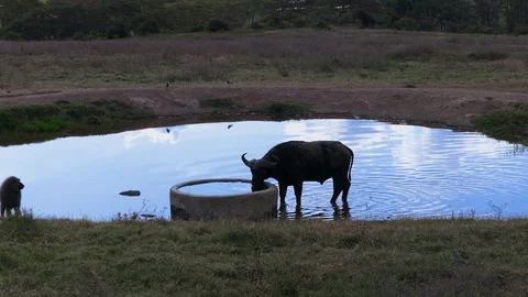 An African buffalo quenches its thirst in a pool in the savannah Stock Footage 100668053