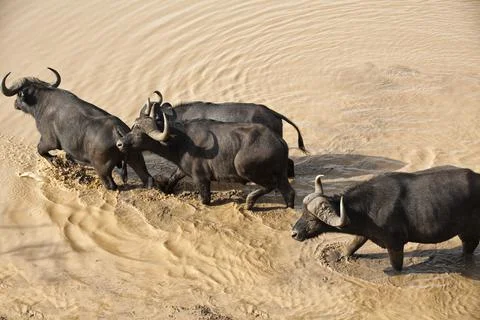 African buffalo safari in Kenya Stock Photos