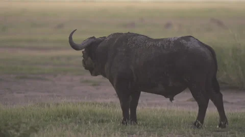 African buffalo standing  Stock Footage 33530978