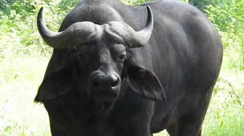 African buffalo (Syncerus caffer) Stock Footage 68107347