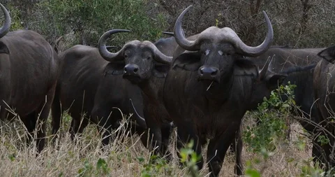 African Buffalo, syncerus caffer, Herd standing in Savannah, Horns, Tsavo Par Stock Footage 101266997