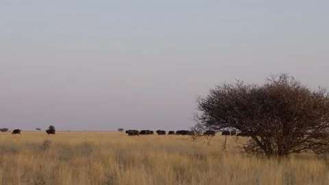 African buffalo (Syncerus caffer ) in Kalahari-Nama Karoo habitat Stock Footage 345636344