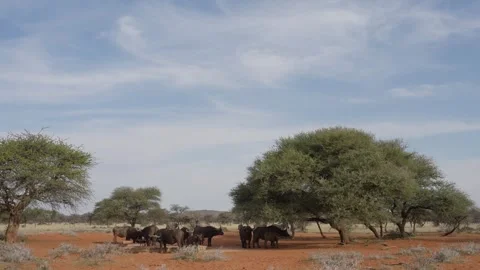 African buffalo (Syncerus caffer ) at a manmade watering trough Stock Footage 345653978