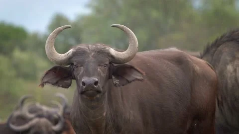 African Buffalo - Syncerus caffer or Cape buffalo is a large Sub-Saharan African Stock Footage 198820874